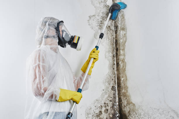 Office Mold Removal Services in Riceville, TN
