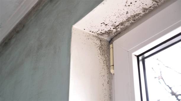 Best Mold Cleaning Services  in Riceville, TN