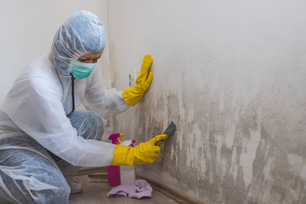 Best Home Mold Removal  in Riceville, TN