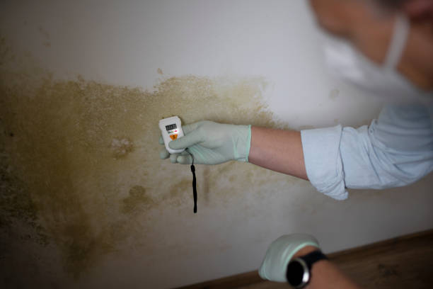 Best Attic Mold Removal  in Riceville, TN