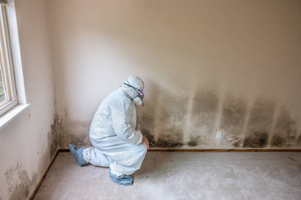 Best Commercial Mold Removal  in Riceville, TN