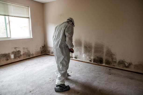 Home Mold Removal in Riceville, TN