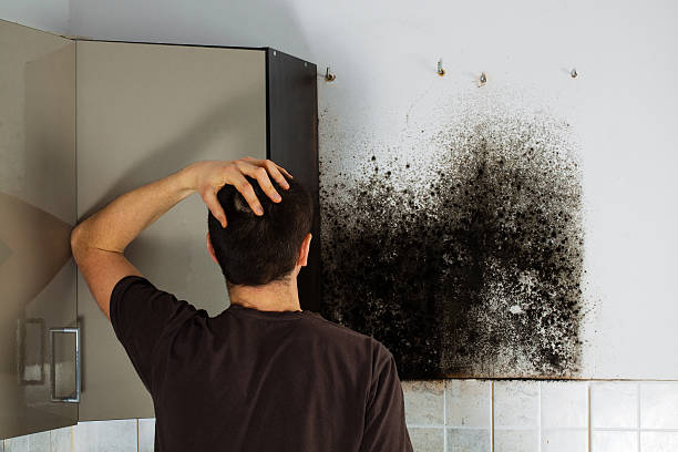 Best Mold Testing  in Riceville, TN