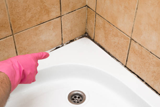 Best Residential Mold Removal  in Riceville, TN